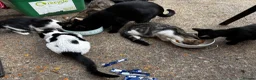 Mixed Breed cats for sale: Kittens  - Advert 9