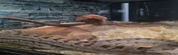 Corn Snake reptiles for sale: Corn snake - Advert 5