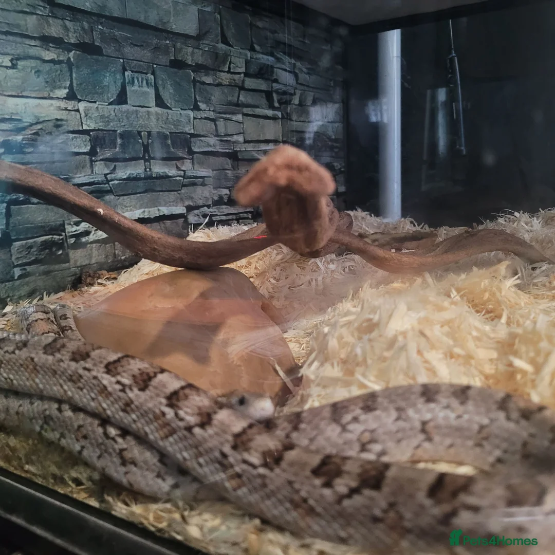 Corn Snake reptiles for sale: Corn snake - Advert 5