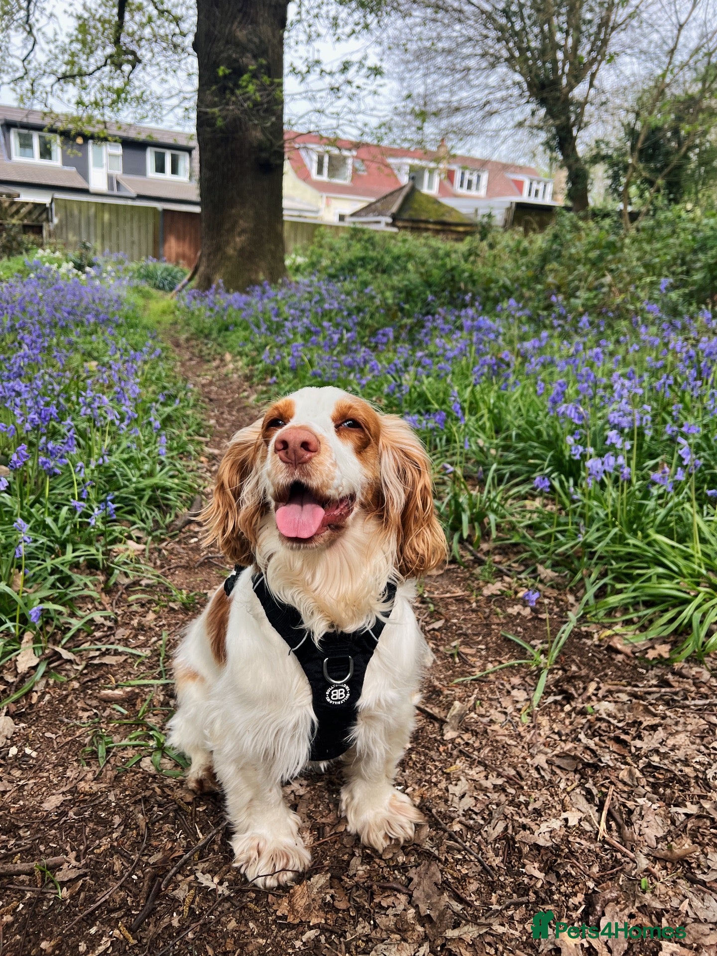 Cocker Spaniel dogs for sale: 5 Year Old Female Cocker Spaniel  - Advert 3