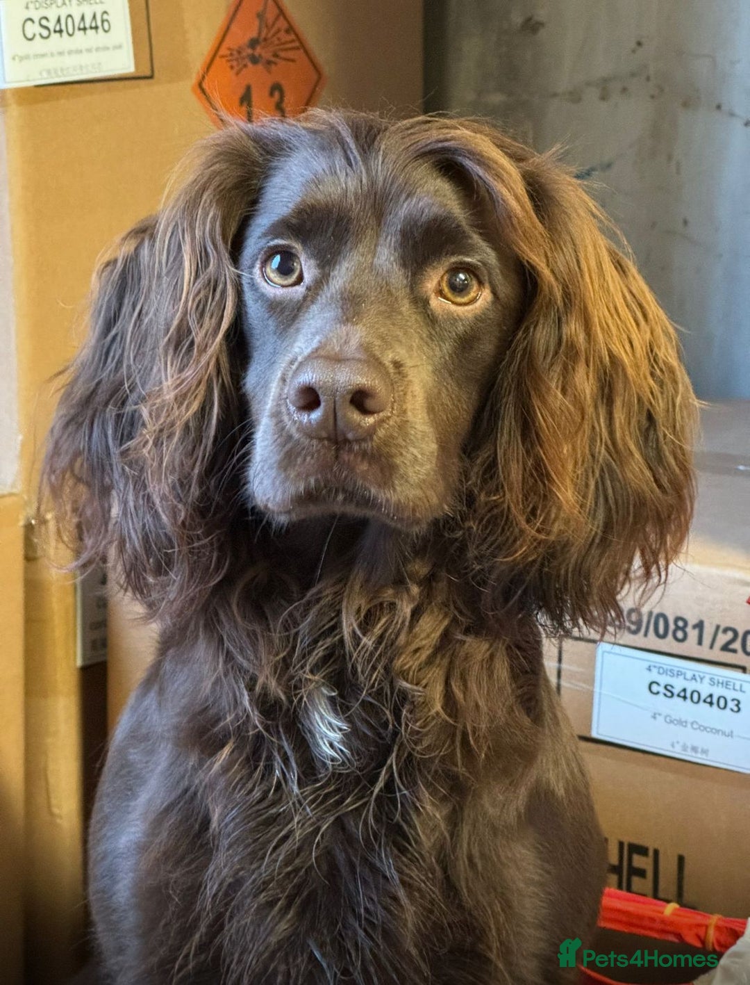 Cocker Spaniel dogs for sale: 🐾 Cocker Spaniel Puppies – Great FTC bloodlines - Image 8