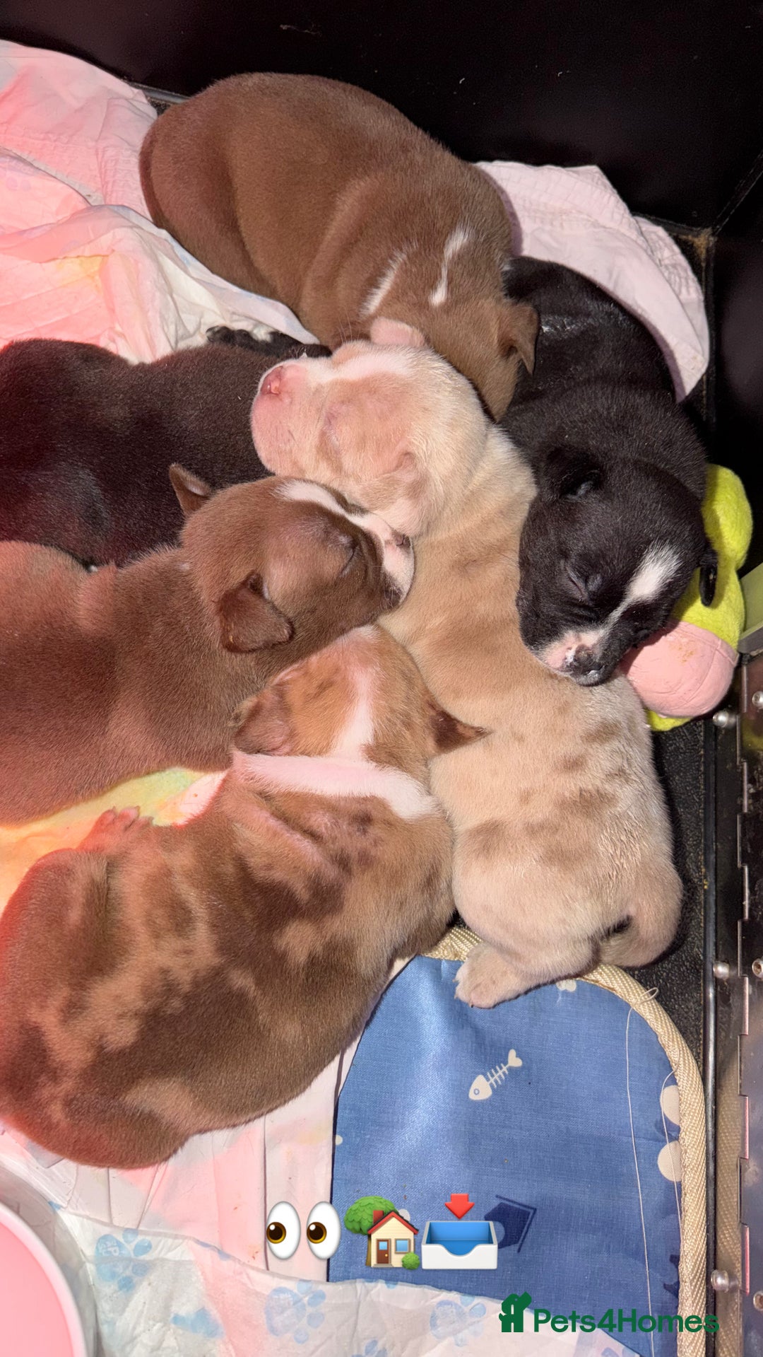 American Bully dogs for sale: American Pocket Bully VERY HIGH QUALITY  - Advert 3