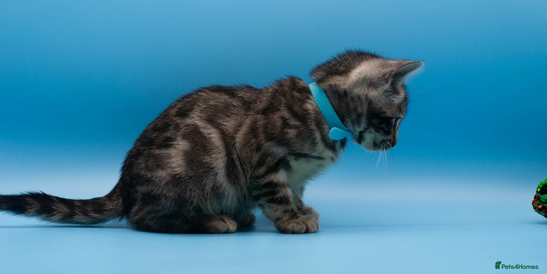 Bengal cats for sale: Beautiful TICA Registered Bengal Kittens - Advert 11