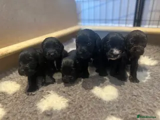 Cocker Spaniel dogs KC Registered Working Cocker Spaniel Puppies - Advert 13