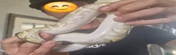 Python Snake reptiles for sale: Young Royal Pythons in Sheffield - Advert 9