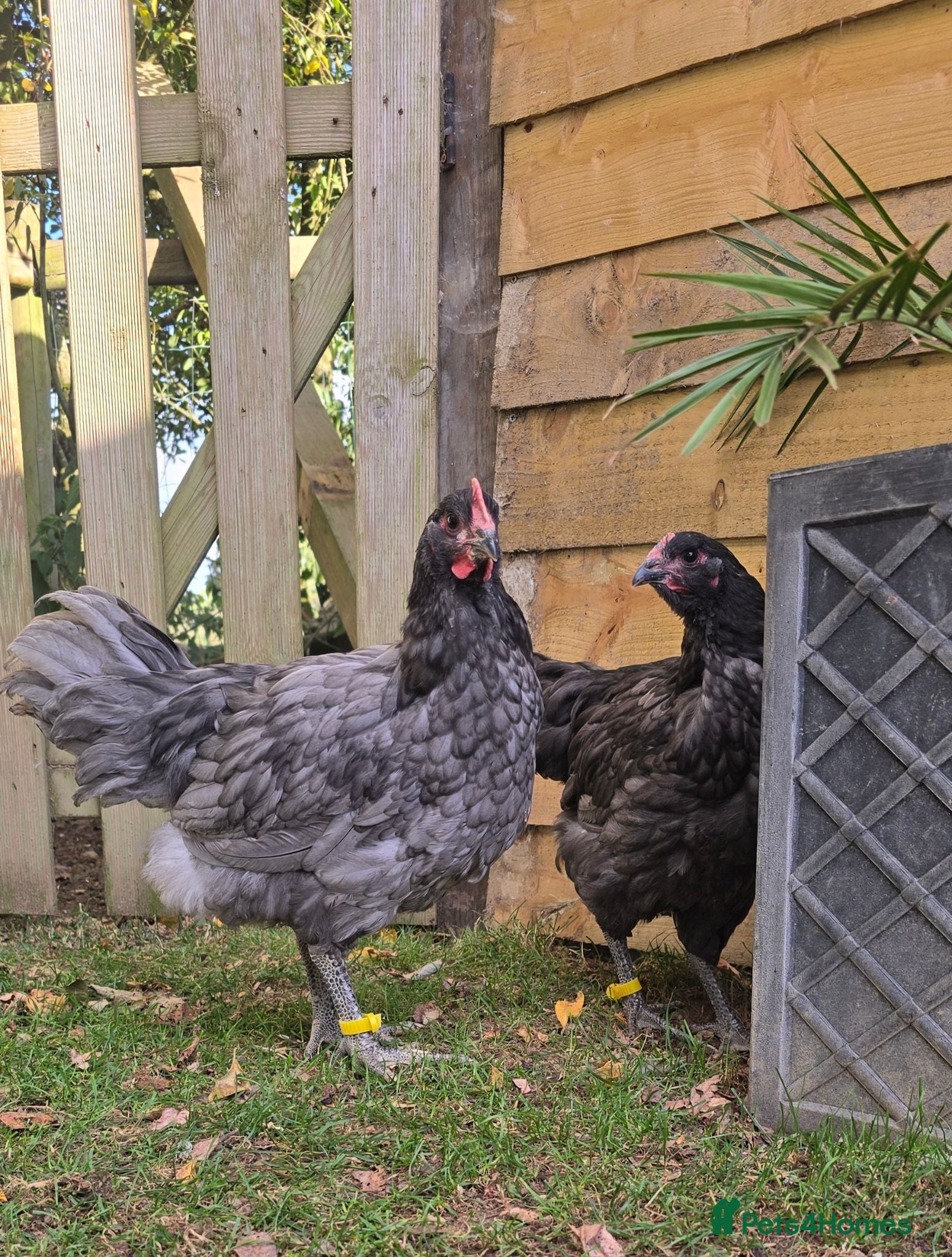 Chickens poultry Blue Jersey Giant Pair - Advert 4