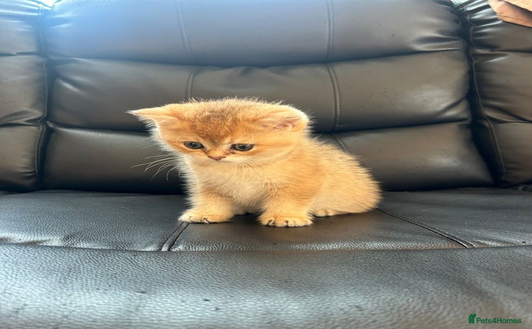 British Shorthair cats - Advert 6