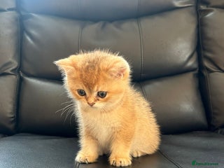 British Shorthair cats British Shorthair golden kittens available - Advert 6
