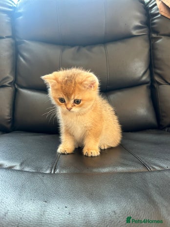 British Shorthair cats - Advert 6