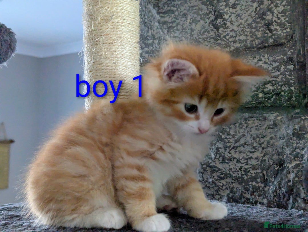 Mixed Breed cats for sale: Gorgeous kittens for sale £250 males £300 females - Advert 17