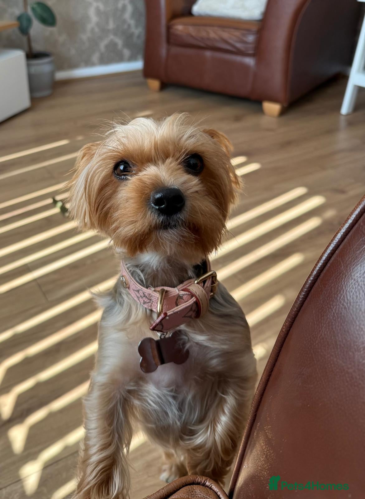 Yorkshire Terrier dogs Yorkshire terrier girl - Advert 1