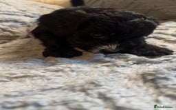 Cockapoo dogs for sale: Gorgeous f2 cockapoo pups  - Image 12