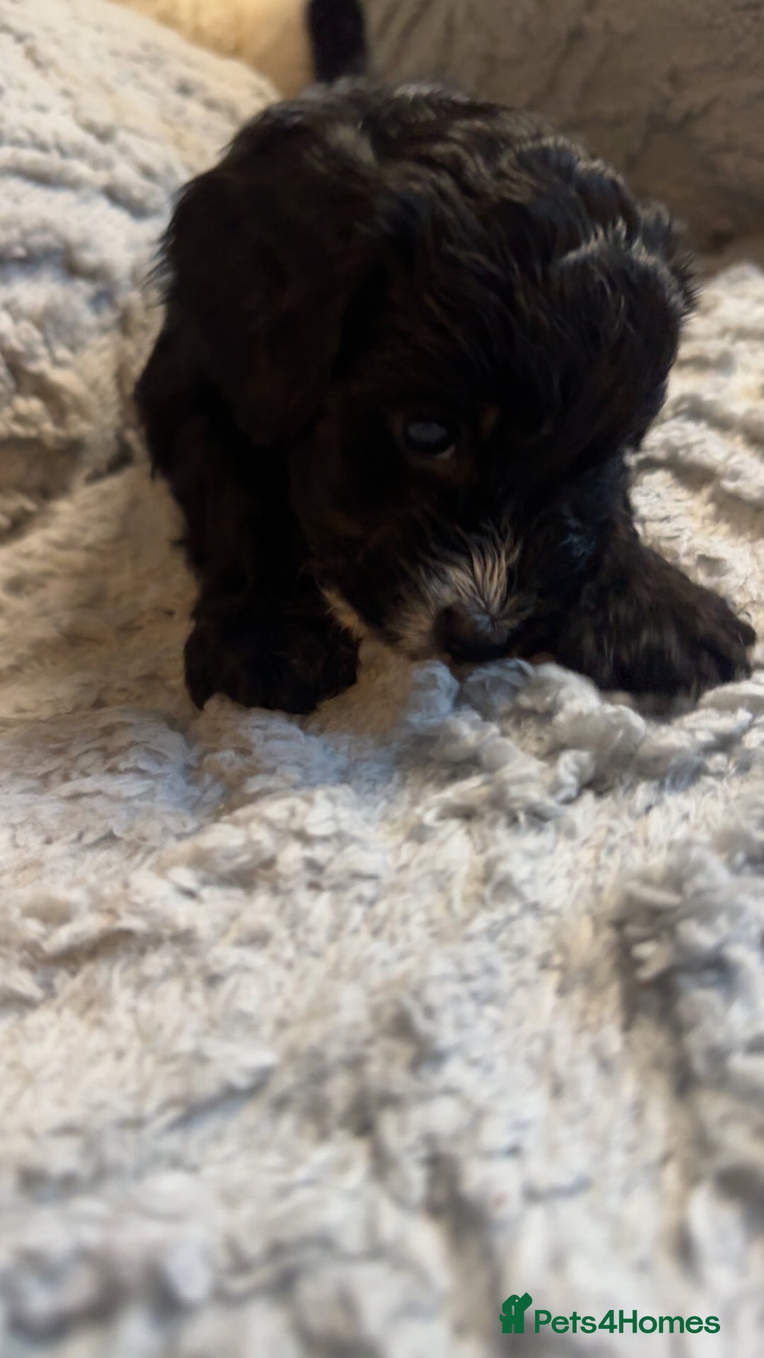 Cockapoo dogs for sale: Gorgeous f2 cockapoo pups  - Image 12