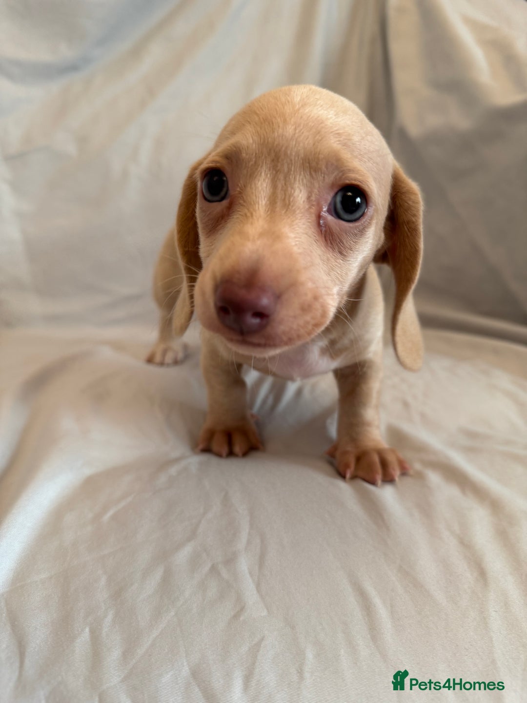 Dachshund dogs for sale: Miniature dachshund Puppies for sale  - Advert 4