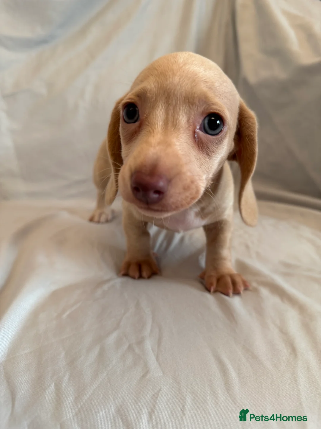 Dachshund dogs for sale: Miniature dachshund Puppies for sale  - Advert 4