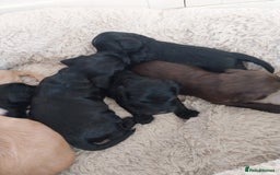 Cockapoo dogs for sale: Adorable Cockapoo puppies  - Image 6