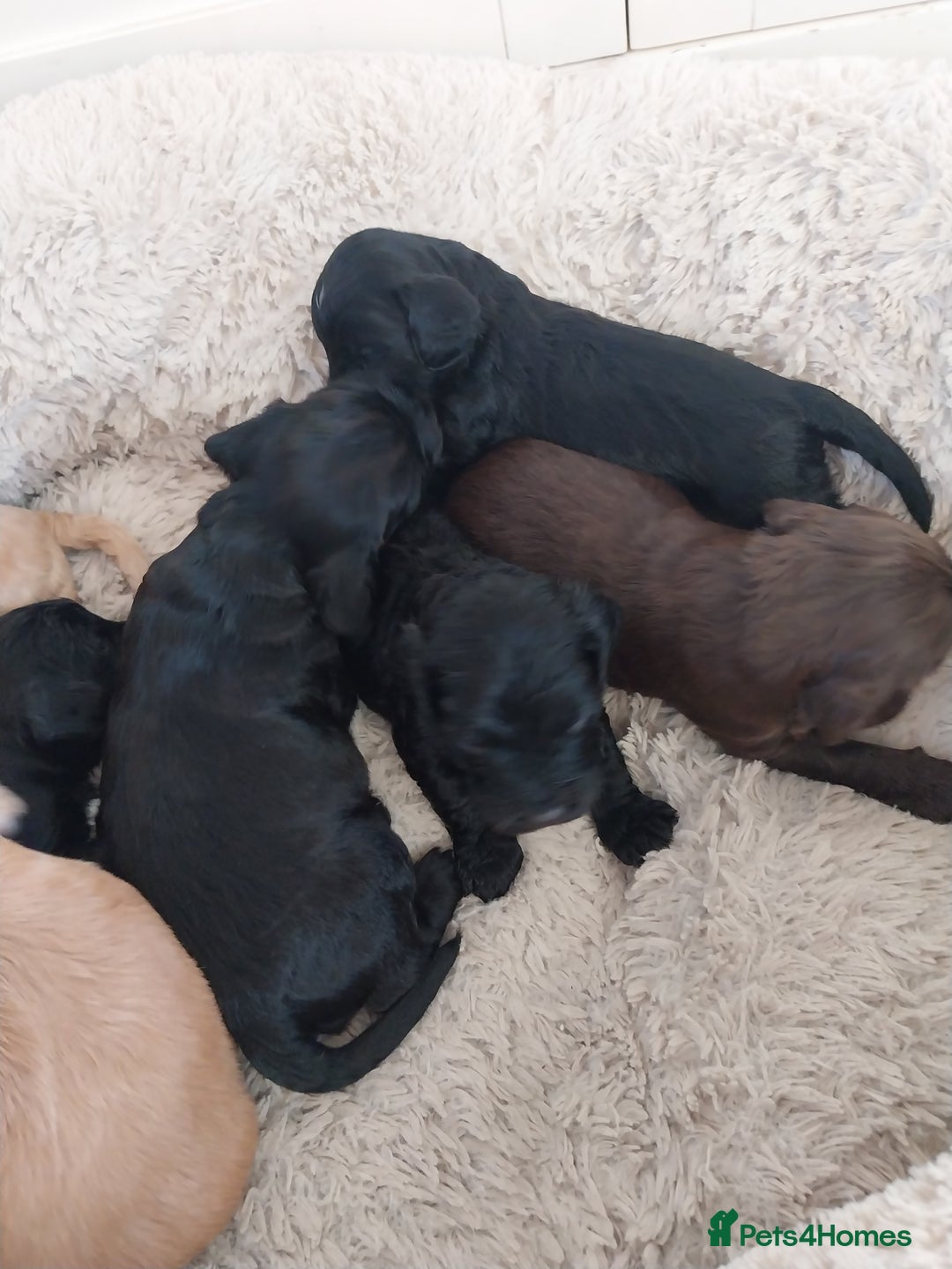 Cockapoo dogs for sale: Adorable Cockapoo puppies  - Image 6