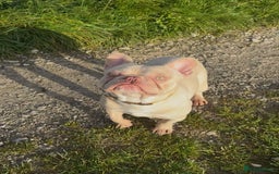 French Bulldog dogs for sale: Ebou x from highly tested Parents - Image 1