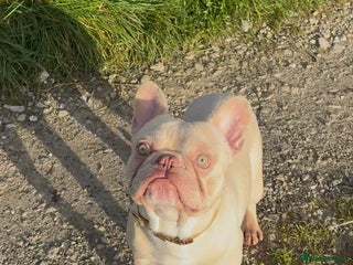 French Bulldog dogs - Advert 17