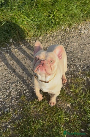 French Bulldog dogs - Advert 3