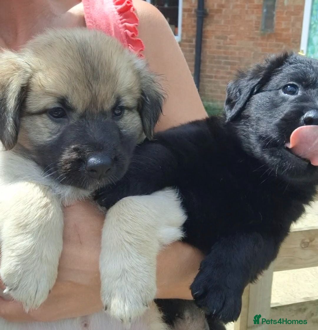 Sheprador dogs Sheprador puppies for sale. German Shepherd Labs.  - Advert 1
