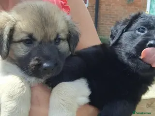 Sheprador dogs Sheprador puppies for sale. German Shepherd Labs. - Advert 3