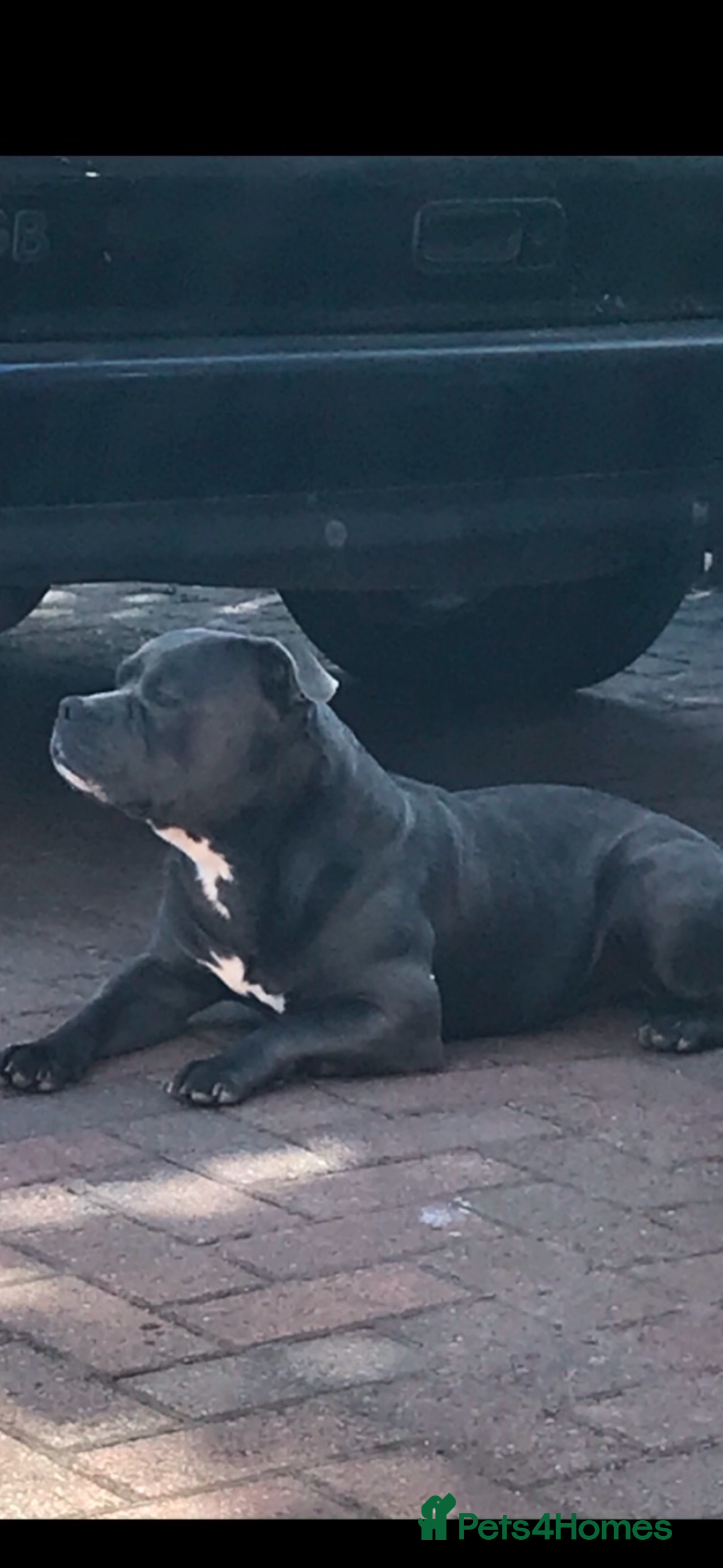 Staffordshire Bull Terrier dogs Pure Pedigree Blue Staffie Pups - Advert 9