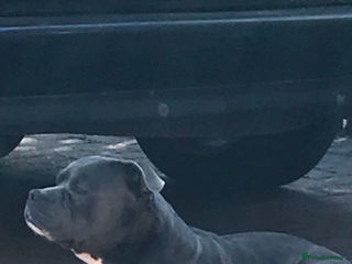 Staffordshire Bull Terrier dogs Pure Pedigree Blue Staffie Pups - Advert 9