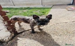 French Bulldog dogs for sale: Gorgeous French bulldog  - Image 4