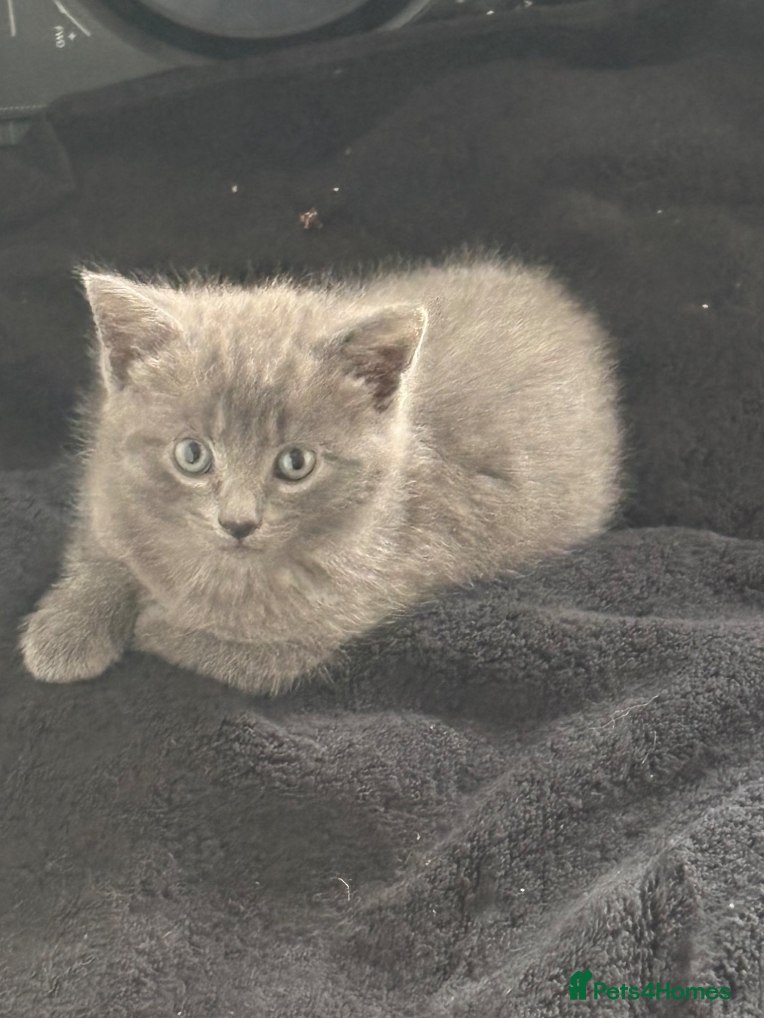 Mixed Breed cats Four beautiful babies ready this week - Advert 3