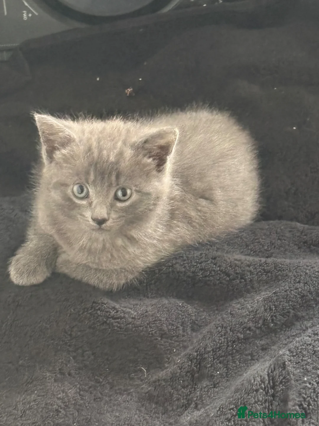 Mixed Breed cats for sale: Four beautiful babies ready this week - Advert 1