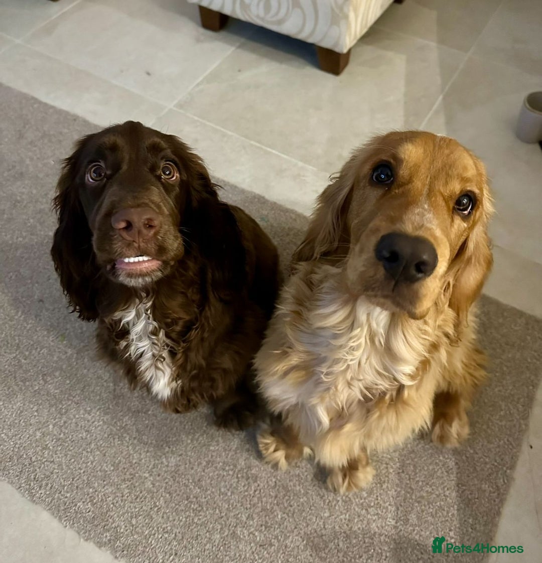 Cocker Spaniel dogs for sale: SHOW COCKER SPANIELS FOR REHOMING - Image 4