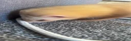 Ferret rodents for sale: female ferret (including cage) - Advert 6