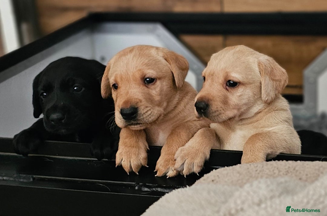 Labrador Retriever dogs for sale: KC Labrador Puppies – Ready 23rd August 🐾 - Image 6