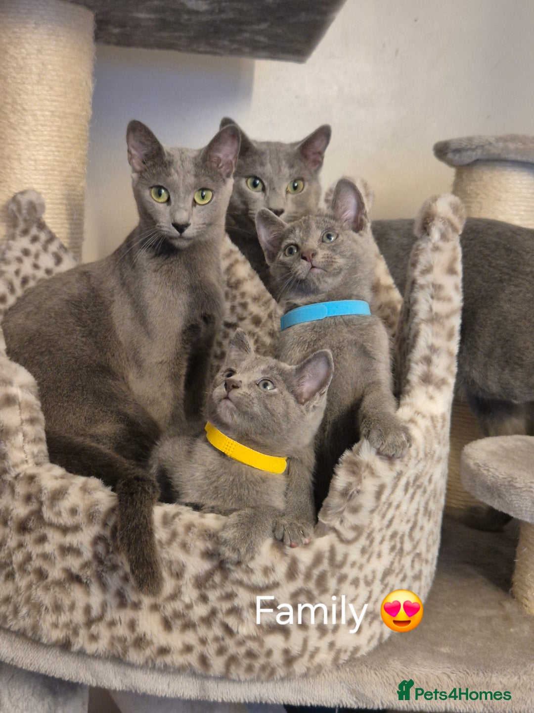 Russian Blue cats for sale: Amazing Russian Blue kittens 💙 - Advert 8