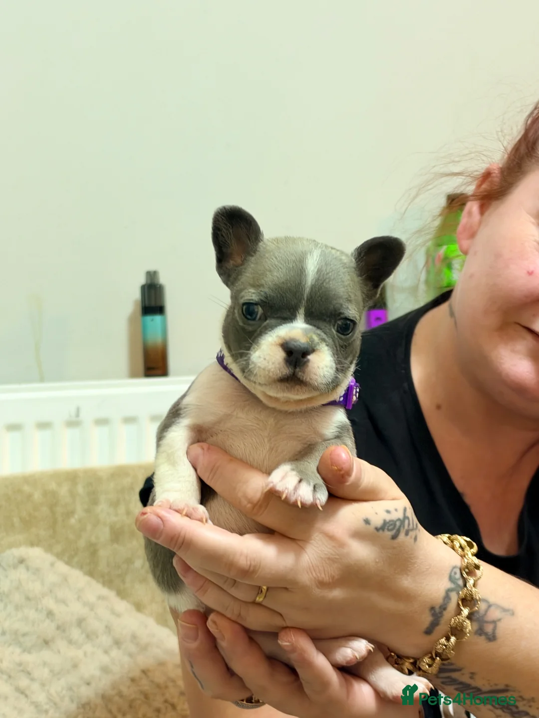 French Bulldog dogs for sale: Frenchie puppies - Advert 13