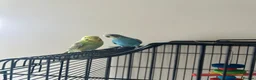 Budgerigars birds for sale: Super friendly, hand-tamed, mixed pair of Budgies in Newport - Advert 6