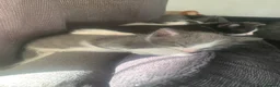 Mixed Breed cats for sale: 4 beautiful kittens for sale ready now - Advert 9