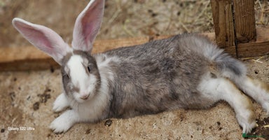 Continental Giant rabbits - Advert 13