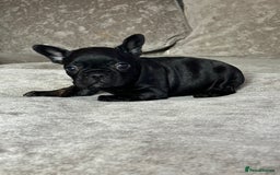 French Bulldog dogs for sale: Beautiful French bulldog  - Advert 2