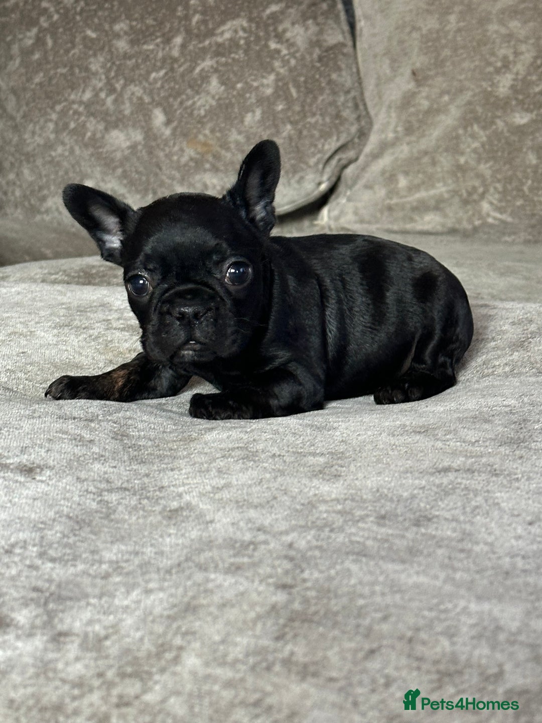 French Bulldog dogs for sale: Beautiful French bulldog  - Advert 2