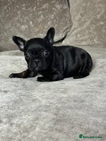 French Bulldog dogs Beautiful French bulldog - Advert 5