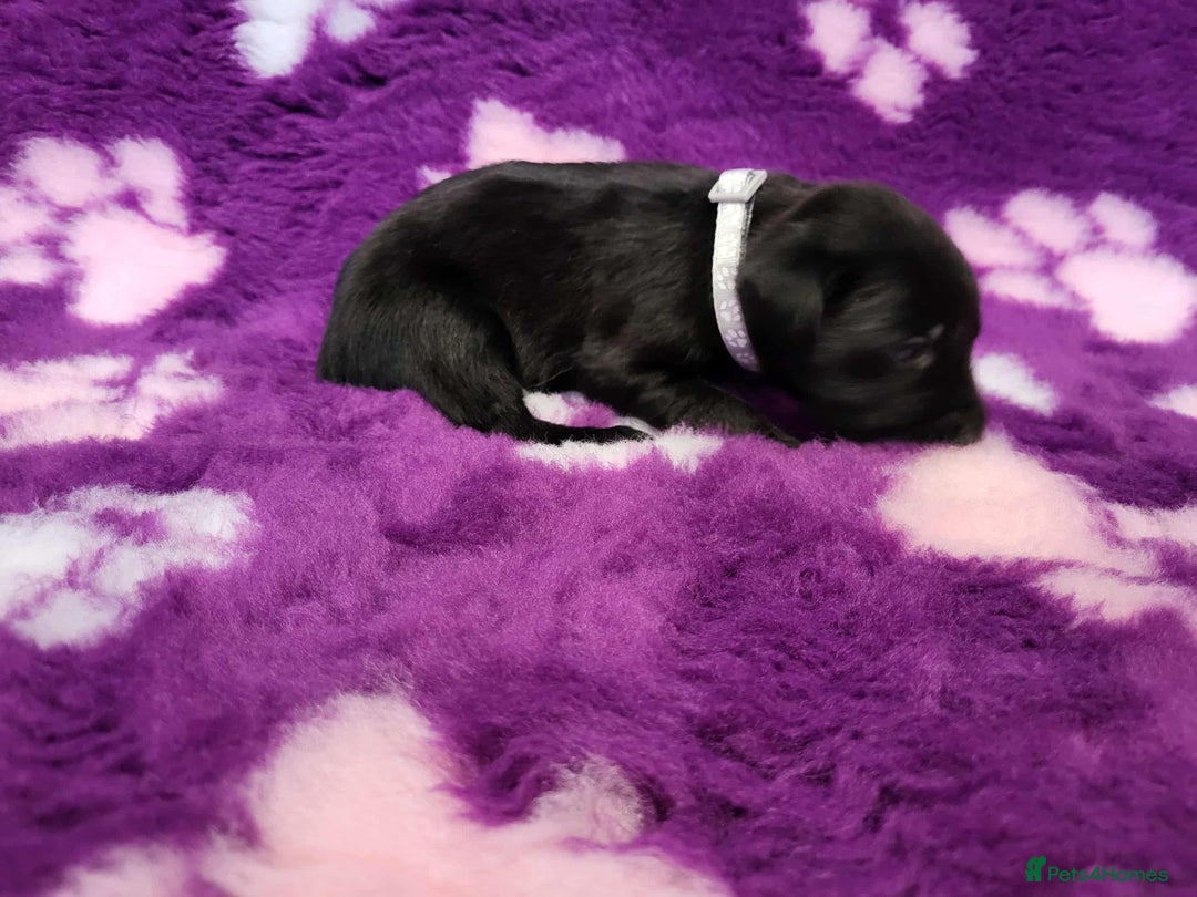 Labrador Retriever dogs for sale: KC registered yellow/black labrador puppies  - Image 14