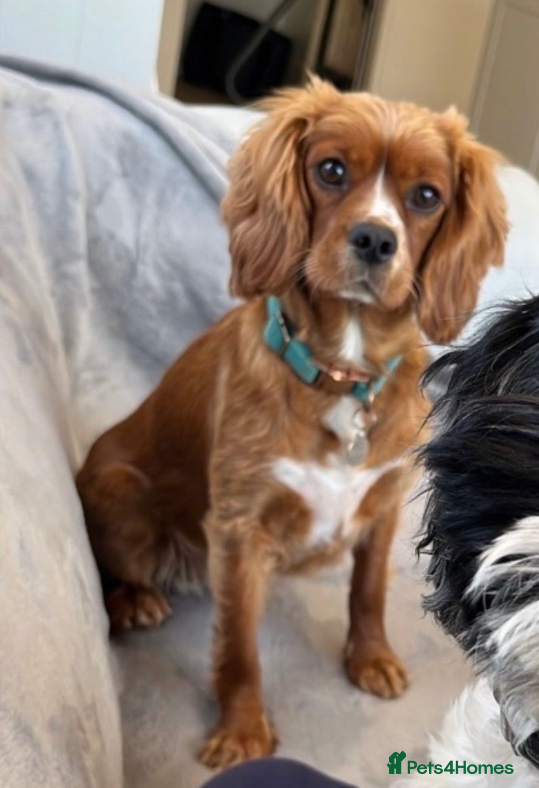 Cavapoo dogs for sale: WAITING LIST NOW OPEN Extremely Rare Merle F1  - Advert 24