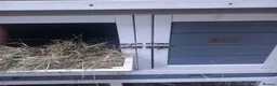 Guinea Pig rodents for sale: Guinea Pigs + Hutch  - Advert 10