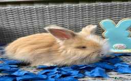 Angora rabbits for sale: 🩷  💙 Full Faced English Angora Babies  in Maidstone - Image 15