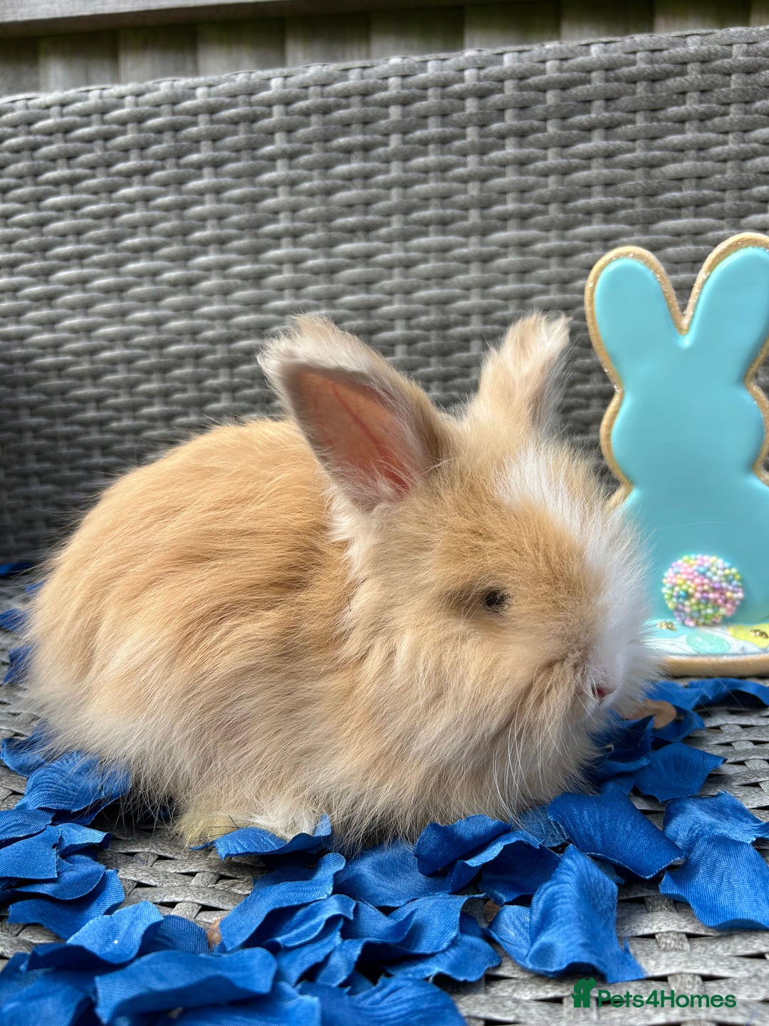 Angora rabbits for sale: 🩷  💙 Full Faced English Angora Babies  in Maidstone - Image 15