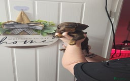 Miniature Dachshund dogs for sale: Beautiful choclate and tan bitch ❤️ 💜  - Advert 4
