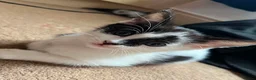 Mixed Breed cats for sale: 6 Fluffy Kitties - Advert 16