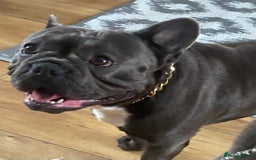 French Bulldog dogs for sale: Male French bull dog  - Image 1